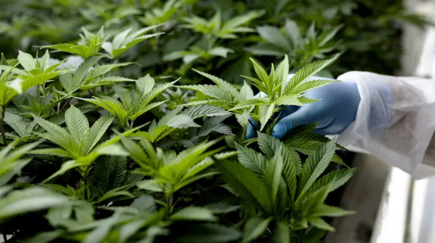 magic sauce vape terpener